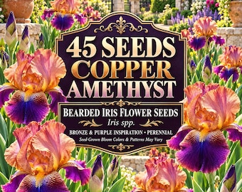 45 Copper Amethyst Bearded Iris Seeds, Bronze Purple Perennial Flower Seeds for Garden