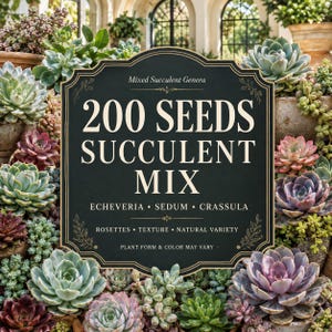 200 Mixed Succulent Seeds, Echeveria Sedum Crassula, Indoor Container Garden