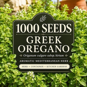 May include: A black rectangular sign with white text reading 1000 SEEDS GREEK OREGANO, Origanum vulgare subsp. hirtum, AROMATIC MEDITERRANEAN HERB, and HERB • CONTAINER • KITCHEN GARDENS, featuring a small leaf illustration at the top.