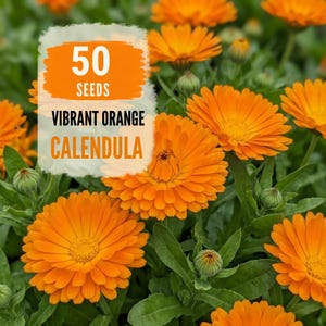May include: A cluster of vibrant orange calendula flowers with green leaves and buds. A white rectangular overlay features the text 50 SEEDS VIBRANT ORANGE CALENDULA in orange and black lettering, indicating the contents of the seed packet.