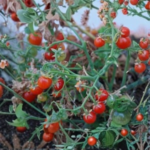 Peut inclure: Gros plan sur un plant de tomates avec de nombreuses petites tomates rondes et rouges. Des feuilles et des tiges vertes sont visibles, certaines feuilles étant sèches. Les tomates sont regroupées, suggérant une récolte abondante.