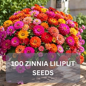 Pode incluir: Um grupo denso de flores Zinnia Liliput vibrantes em tons de rosa, laranja, amarelo e vermelho. As flores estão agrupadas num arranjo arredondado. O texto sobreposto na imagem diz: 100 ZINNIA LILIPUT SEEDS.