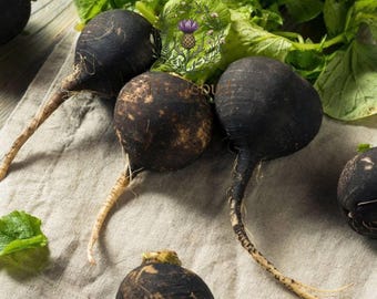 Black Spanish Round Radish Seeds: Heirloom Spicy Root Vegetable (100 Seeds)