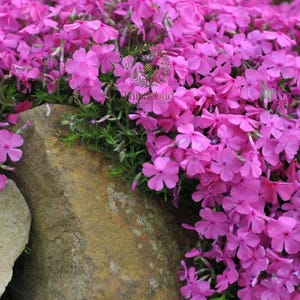 May include: A dense cluster of vibrant pink phlox flowers cascading over a large, textured, tan-colored rock. The small, five-petaled blossoms feature bright magenta hues and green foliage, with a small logo reading Thistlebud visible.