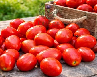 Crovarese Italian Grape Tomato Seeds: Heirloom, Non-GMO, 30 Seeds