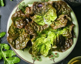 Bronze Mignonette Butterhead Lettuce Seeds Non GMO Heirloom 500 Seeds