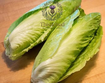 Sugar Loaf Endive Seeds Non GMO Blonde of Paris Escarole 500 Seeds Heirloom