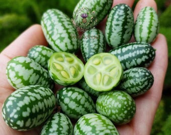 Cucamelon Seeds: Heirloom Mexican Sour Gherkin Mouse Melon Vine Fruit (12 Seeds)