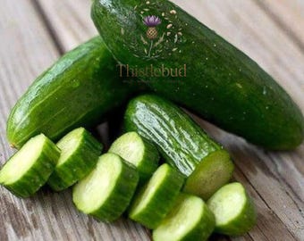 Beit Alpha Cucumber Seeds: Burpless Persian, Non-GMO, 30 Seeds for Garden Veggies