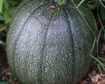 Tatume Summer Squash Seeds: Heirloom Calabacita Mexican Squash (10 Non-GMO)