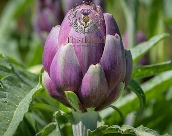 Purple Romagna Artichoke Seeds: Italian Heirloom, Non-GMO, 20 Seeds