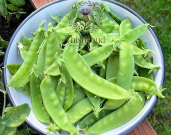 Dwarf Grey Sugar Snow Pea Seeds: Heirloom, Non-GMO, Edible Pods (10 Seeds)