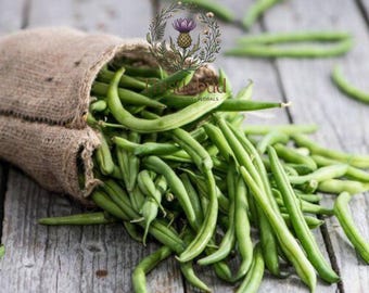Strike Bush Green Bean: Non-GMO, Heavy Yield Snap Bean Seeds (10)