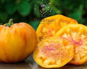 Gold Medal Heirloom Tomato Seeds: Bicolor Beefsteak, Non-GMO (15 Seeds)