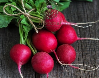 Champion Radish Seeds: Heirloom, Fast Growing, Non-GMO, 100 Seeds