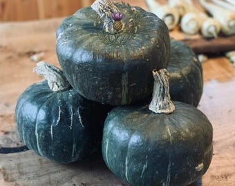 Burgess Buttercup Winter Squash Seeds: Heirloom, Non-GMO, Sweet Flavor (10 Seeds)
