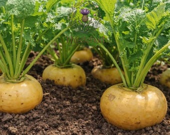Golden Helios Radish Seeds: Rare Heirloom, Non-GMO, 100 Yellow Salad Radish