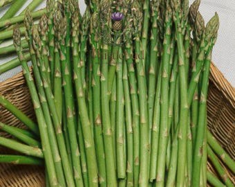 Mary Washington Asparagus Seeds: Heirloom, Non-GMO Vegetable Garden Crop