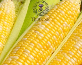 Ambrosia Sweet Corn Seeds: F1 Hybrid Bicolor, 15 Seeds Pack