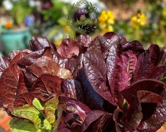 Lolla Rosso Darky Lettuce Seeds: Heirloom Burgundy Frilled Leaves (700 Seeds)