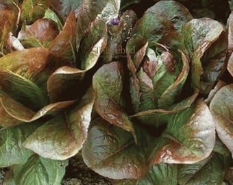 Rouge d’Hiver Lettuce Seeds: Heirloom Red Romaine, Non-GMO Garden Seeds (500 Count)