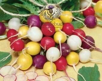 Crayon Colors Radish Mix Seeds – Easy Grow Colorful Blend (75 Seeds)