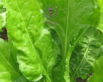Perpetual Spinach Swiss Chard Seeds: Heirloom, Non-GMO, Continuous Harvest Greens
