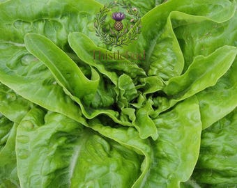 Amish Deer Tongue Lettuce Seeds: Heirloom, Non-GMO, 500 Seeds for Salad Gardening