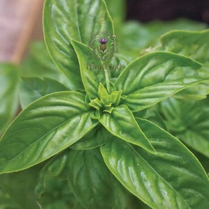 May include: Close-up of fresh green basil leaves. The leaves are glossy and vibrant, with visible veins. The image includes the text "Thistlewood" with a floral design. The basil plant is in focus, showcasing its natural texture and color.