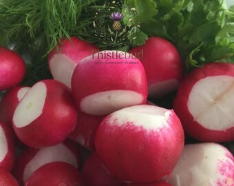 Sparkler White Tip Radish Seeds Non GMO Heirloom 100 Seeds Crisp Salad Radish