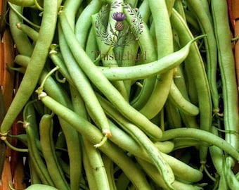 Blue Lake Bush 274 Green Bean Seeds: Heirloom Snap, Non-GMO (10 Seeds)