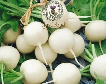 White Globe Radish Seeds: Heirloom Button, Non-GMO, 150 Seeds