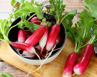 French Breakfast Radish Seeds: Heirloom, Non-GMO, Fast Growing Salad Variety
