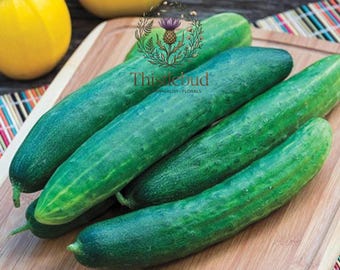Garden Sweet Cucumber Seeds: Burpless, Non-GMO, Organic Slicing Variety (30 Seeds)