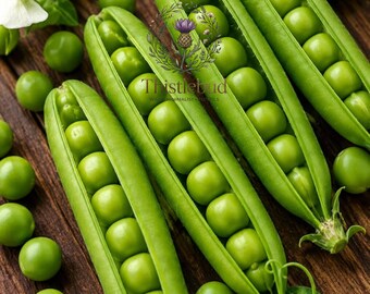 Lincoln Shell Garden Pea Seeds: Heirloom, Non-GMO, Sweet Shelling Peas (15 Seeds)
