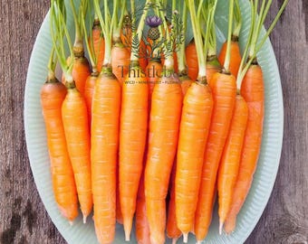 Scarlet Nantes Carrot Seeds: Heirloom, Non-GMO, Early Coreless Variety (600 Seeds)