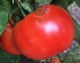 Abe Lincoln Heirloom Tomato Seeds: Large Red Slicing (30 Non-GMO Seeds)