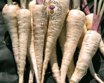 Hollow Crown Parsnip Seeds Non GMO Heirloom 125 Seeds Sweet Root Vegetable