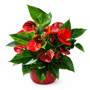 Anthurium plant 6 inch pot - Etsy sterreich