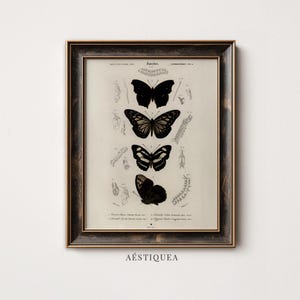 Puede incluir: Una lámina de arte enmarcada con una ilustración científica de estilo vintage de cuatro mariposas negras dispuestas verticalmente. La lámina incluye bocetos detallados de larvas y pupas junto a las mariposas, con el texto Insectes.