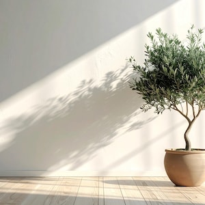 以下が含まれることがあります： 緑の葉と曲がった幹を持つ鉢植えのオリーブの木が、白い壁の前に置かれています。日光と影が自然でミニマリストな美学を作り出しています。床は明るい色の木材です。鉢の直径は約30cmです。