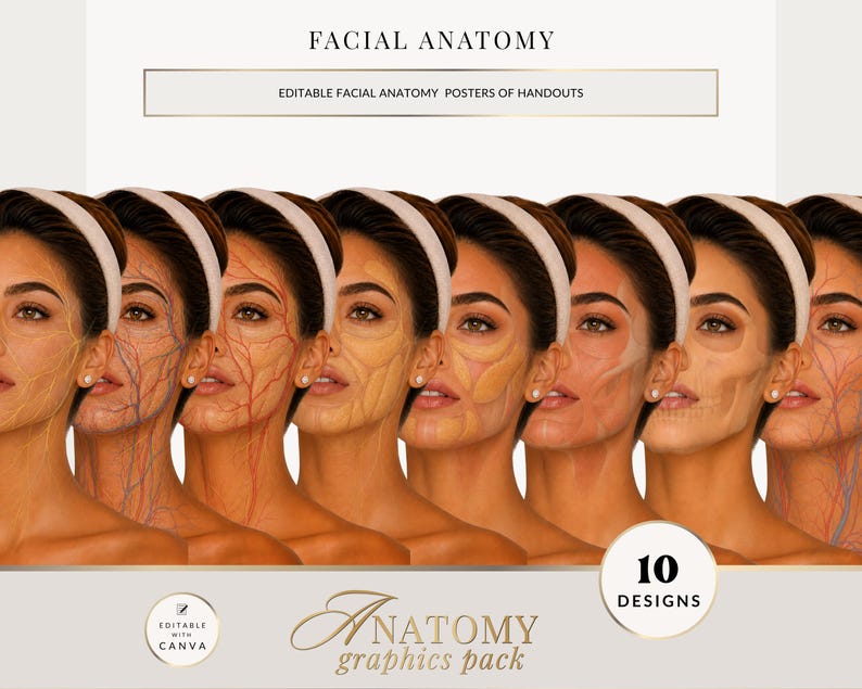 Facial Anatomy Illustrations, Muscles, Bones, Nerves (editable Canva ...