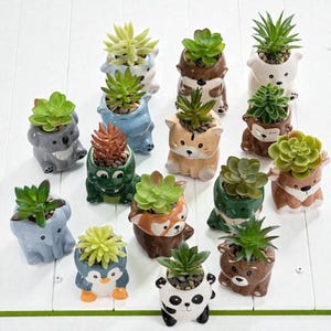 Puede incluir: Una colección de macetas de cerámica con forma de animales, cada una con una planta suculenta. Las macetas tienen forma de koala, hipopótamo, erizo, oso, tigre, rana, zorro, pingüino, panda y elefante. Las macetas son de varios colores.