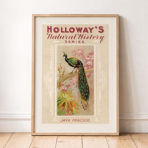 Könnte beinhalten: Ein gerahmter Druck mit dem Titel Holloway's Natural History Series, der einen Java-Pfau zeigt. Das Kunstwerk zeigt einen grün-blauen Pfau auf einem Ast vor einem cremefarbenen Hintergrund mit dekorativen Rändern und rotem Text oben und unten.