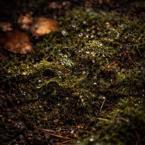 May include: Close-up of vibrant green moss covered in water droplets. The moss is interspersed with small brown leaves and twigs, creating a textured, natural scene. The image has a shallow depth of field, focusing on the moss.