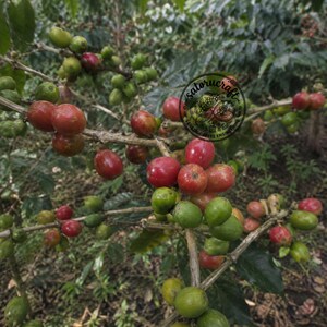 May include: A coffee plant branch laden with clusters of ripening coffee cherries in various stages of development, transitioning from green to bright red. A circular logo with the text satorucraft genetic coffee engineering is visible.