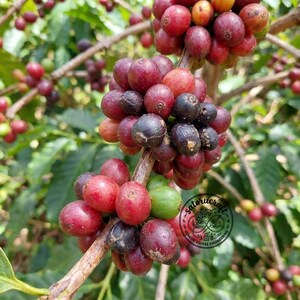 Può includere: Grappoli di ciliegie di caffè che crescono su un ramo, con un mix di frutti rosso brillante, viola scuro e verde. Le ciliegie rotonde sono densamente raggruppate sui rami legnosi, alcune presentano macchie scure. Un logo circolare riporta la scritta satorucraft.