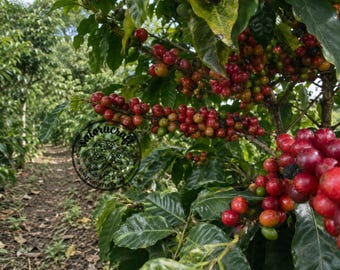 Batian - CERTIFIED Coffee Seeds for Planting, Coffea arabica, Exotic High Yield Coffee Bean