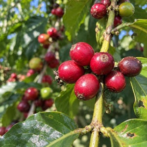Pode incluir: Um cacho de cerejas de café vermelho vibrante crescendo em um galho verde com folhas brilhantes. Os frutos redondos e lisos estão em vários estágios de maturação, com alguns tons de vermelho profundo e outros de verde claro.