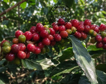 Parainema - CERTIFIED Coffee Seeds for Planting, Coffea arabica, Exotic High Yield Coffee Bean